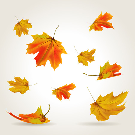 43653640 - falling leaves set illustration